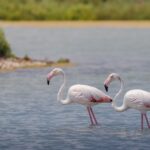 Junivandring vid vatten och flamingos