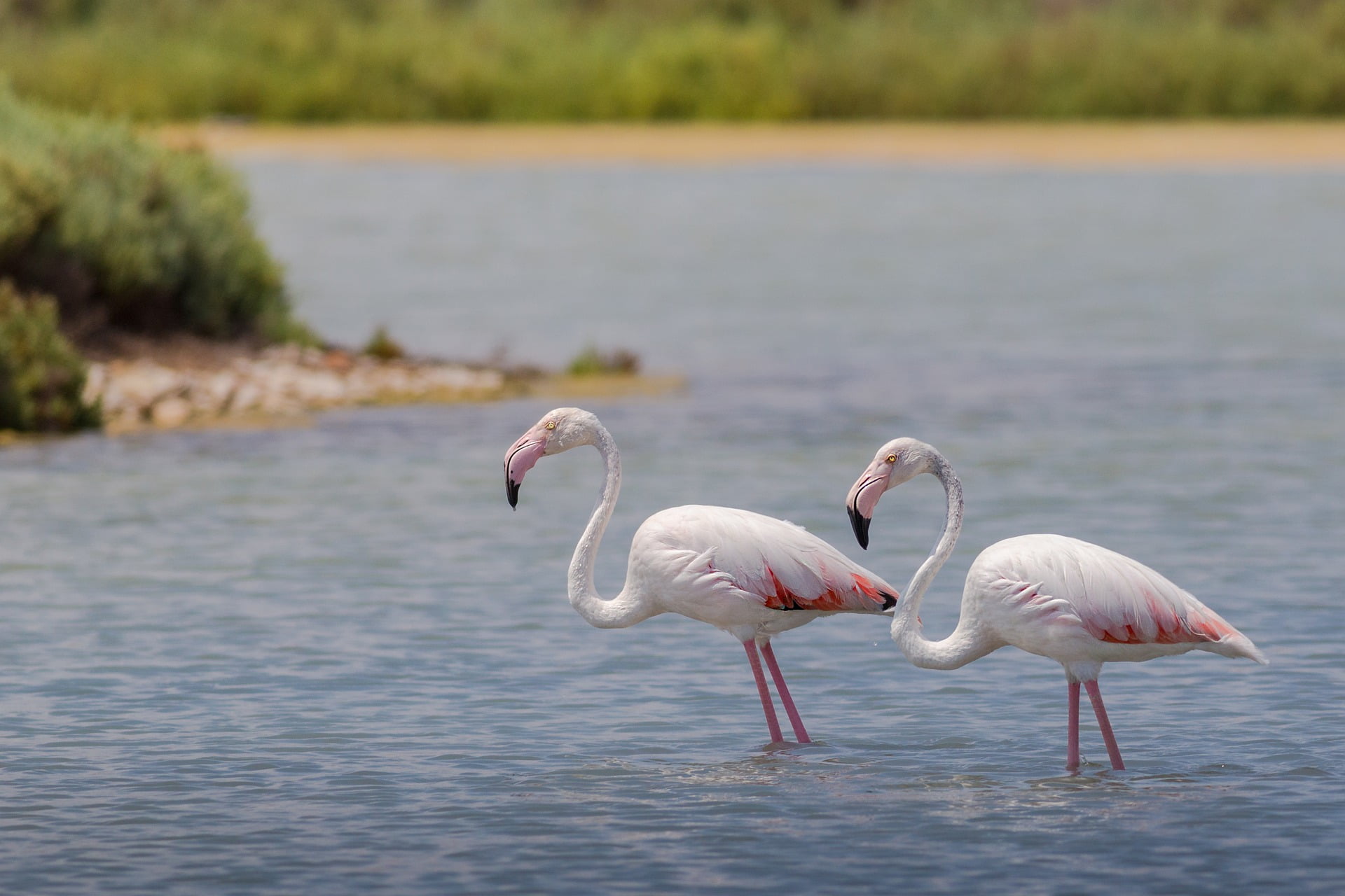 Junivandring vid vatten och flamingos