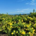 Mimosavandring & Vinprovning